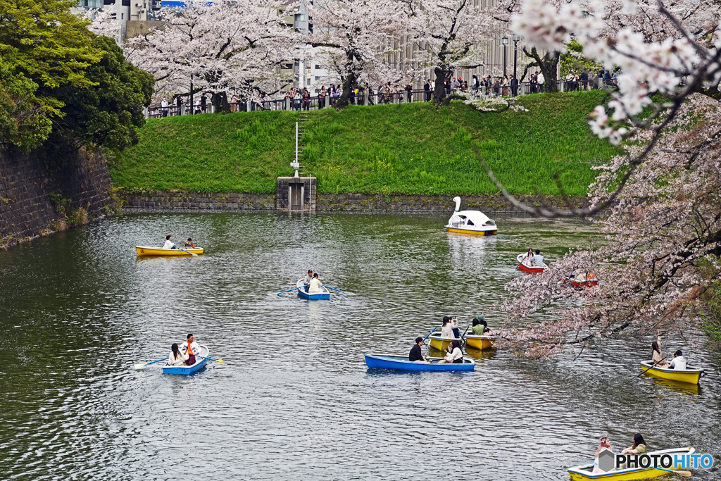 千鳥ヶ淵スナップ