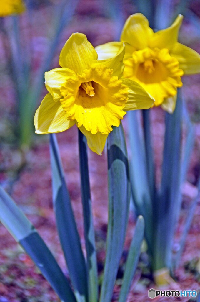 黄色水仙