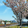 みなとみらい桜のある風景