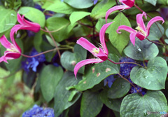 散歩中に見つけた花