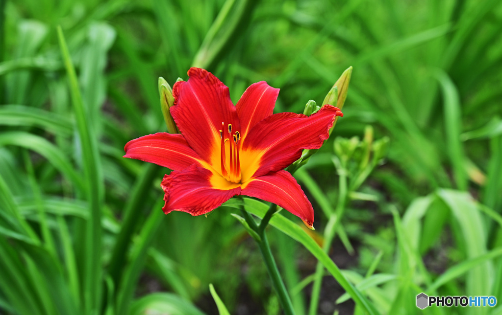 花壇で咲いていた