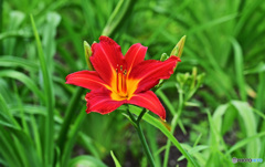 花壇で咲いていた