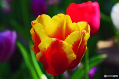 spring is come spring is come