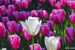 spring is come