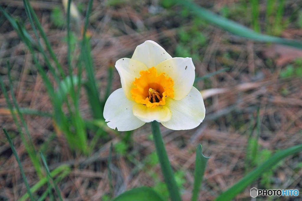 散歩中に見つけた花