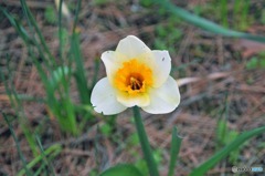 散歩中に見つけた花