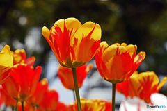 春ですね　チューリップはいかが～