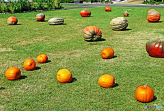 大きなカボチャはいかがでしょうか