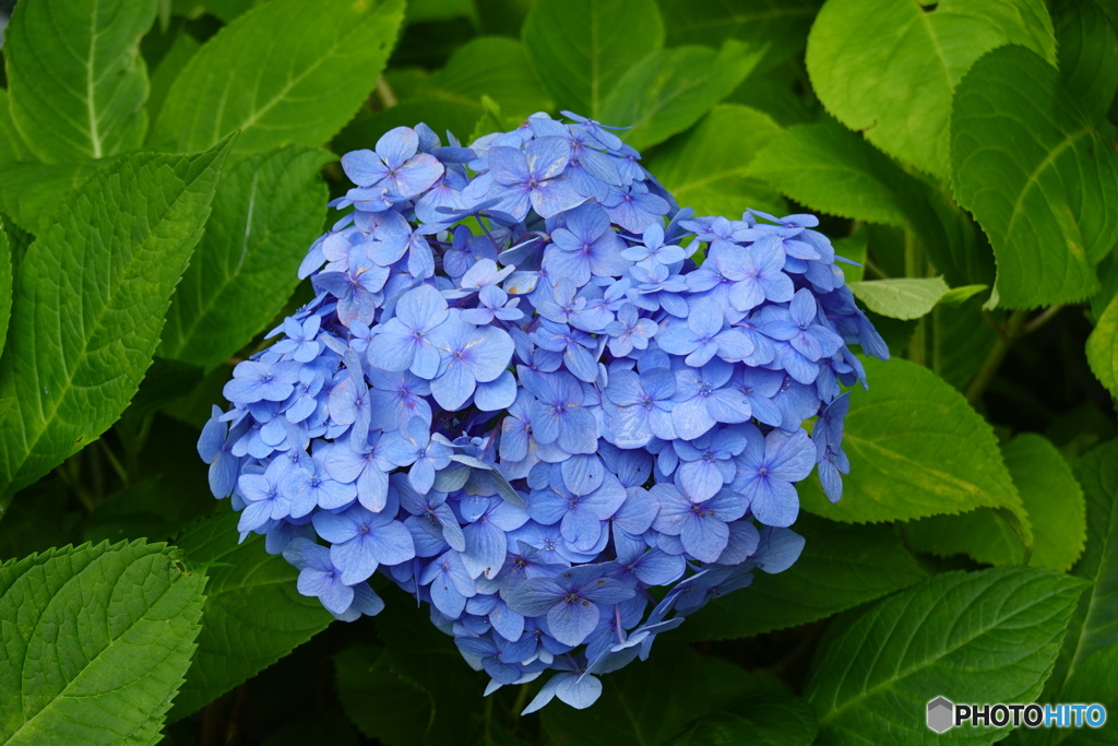 横須賀美術館アジサイ