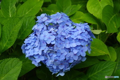 横須賀美術館アジサイ