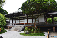 鎌倉の竹寺　報国寺