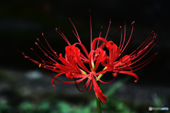 彼岸花