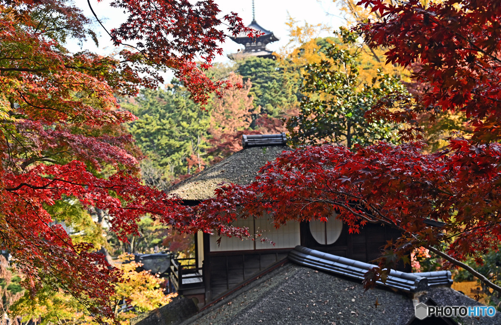 秋の三渓園