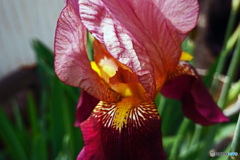 道端で見付けた