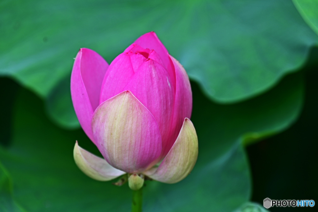 大賀ハスはいかがでしょうか。