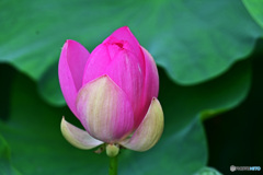 大賀ハスはいかがでしょうか。