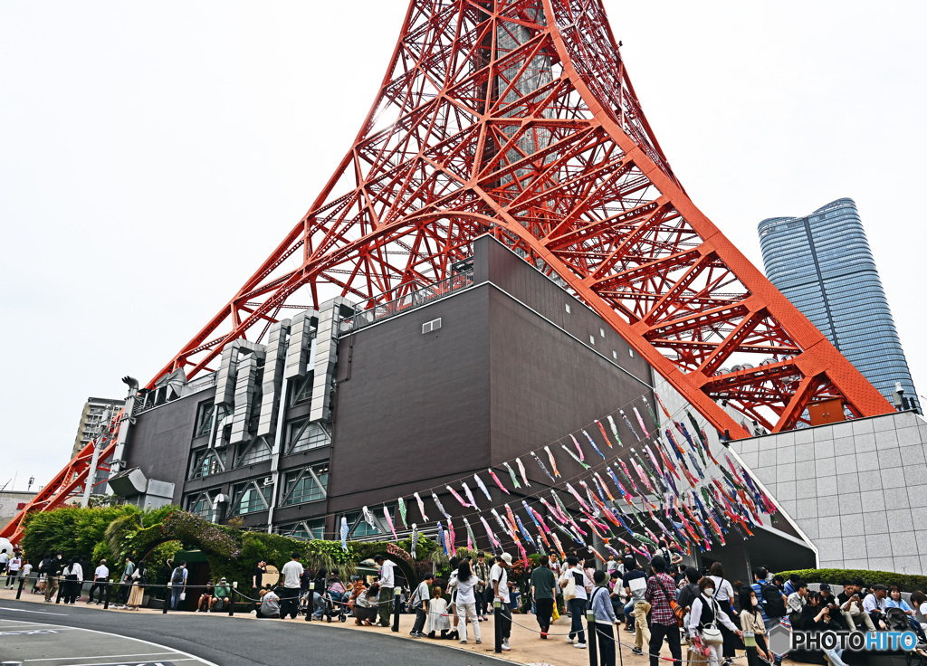 東京タワ－の鯉のぼり