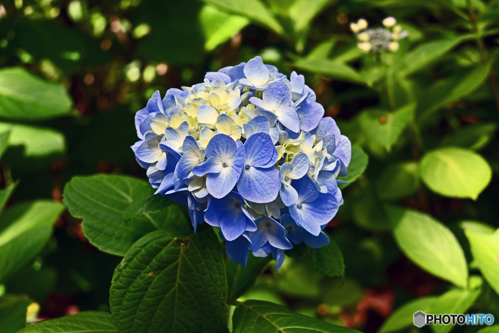 八景島のアジサイ