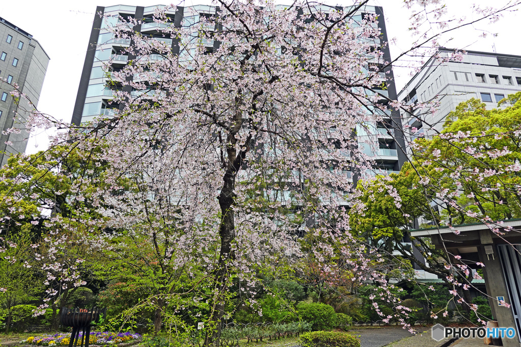 千鳥ヶ淵戦没者墓苑にて