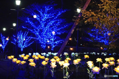 アメリカ山のイルミネーション