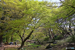 新緑の六義園