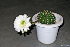 サボテンの花が咲きました。