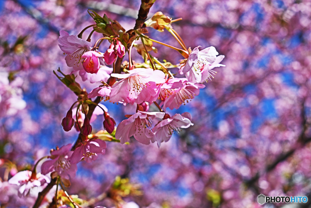河津桜
