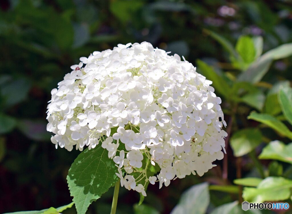 紫陽花シロ
