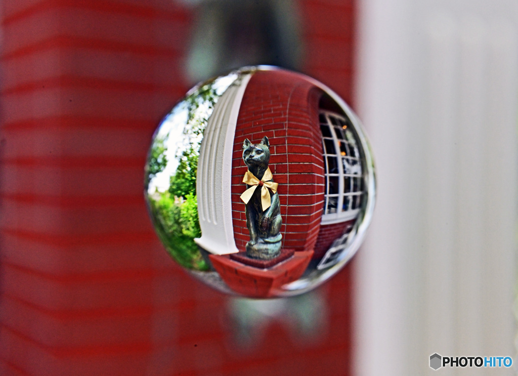 リボを巻いた猫ちゃん