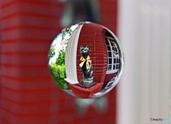 リボを巻いた猫ちゃん