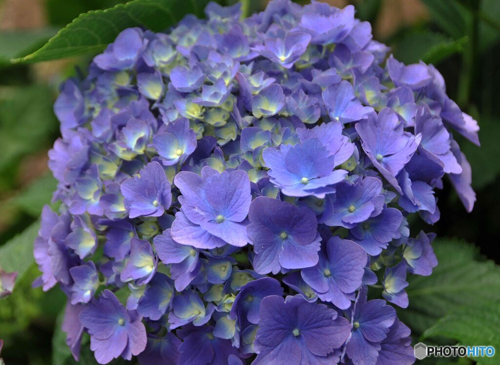 アジサイ咲く