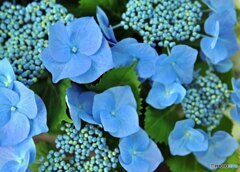 アジサイ咲く
