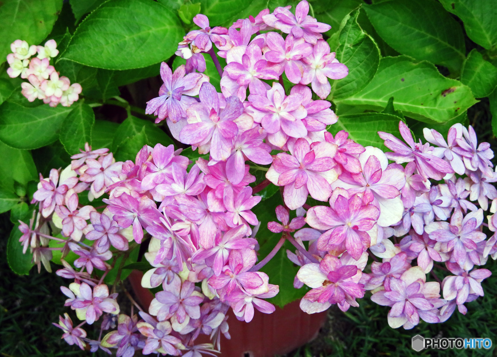 長谷寺のアジサイ