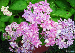 長谷寺のアジサイ