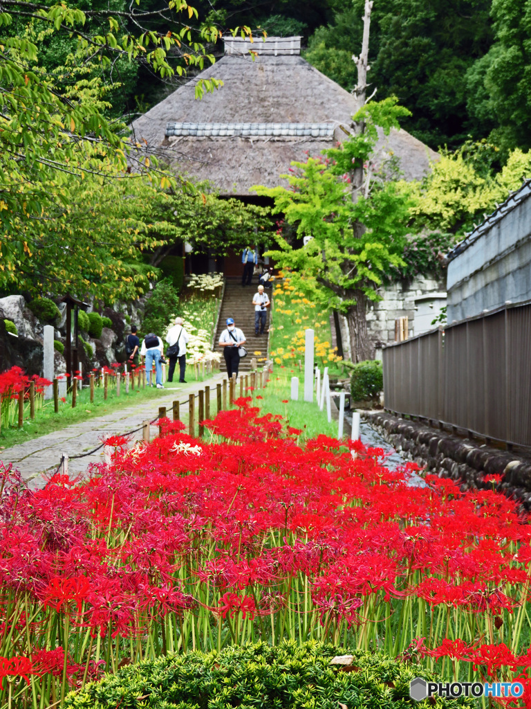 彼岸花の寺