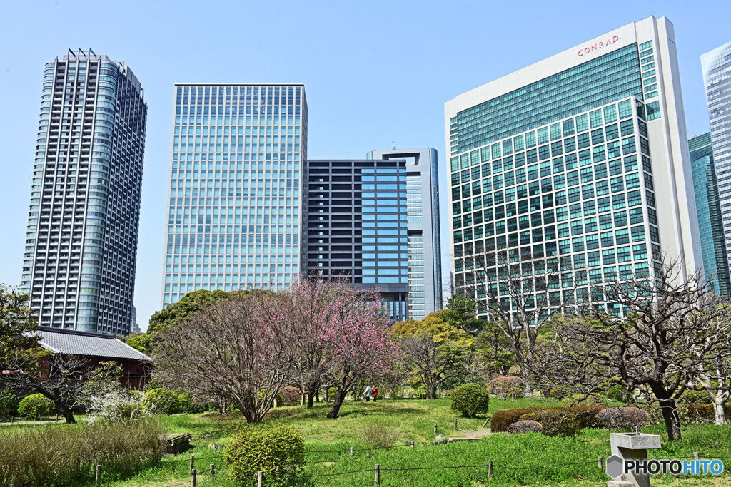 浜離宮庭園にて