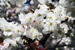 花撮り散歩　八重桜