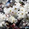 花撮り散歩　八重桜