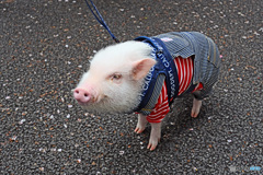 ペットのブ－チャン　お散歩中です