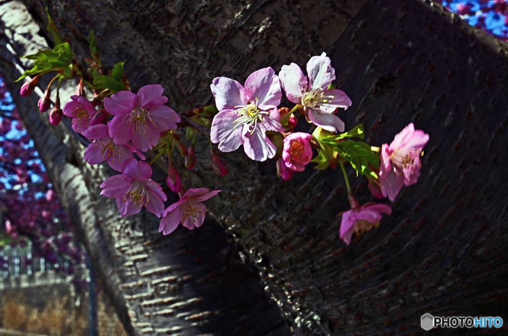 河津桜