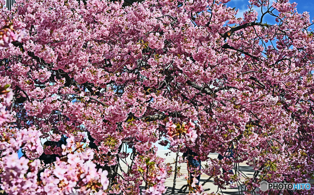 河津桜