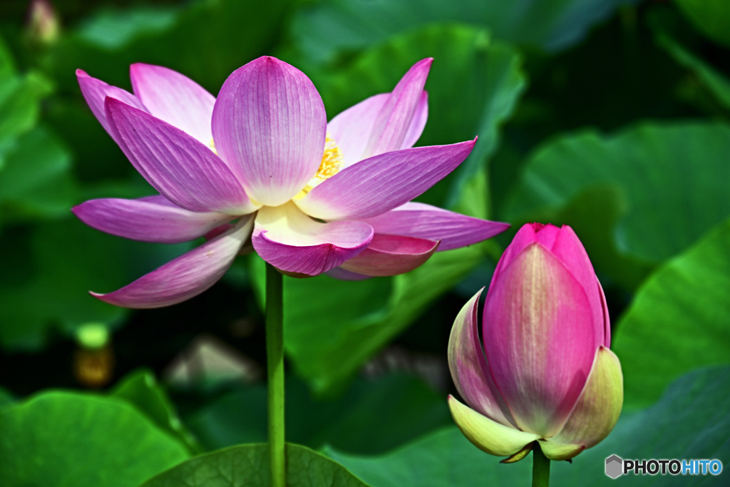 大賀ハスはいかがでしょうか。