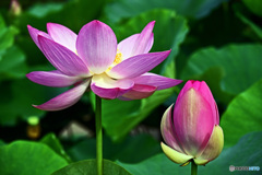 大賀ハスはいかがでしょうか。