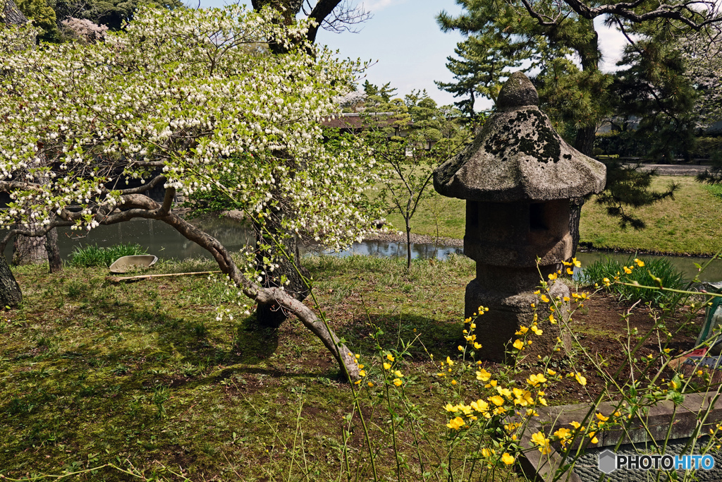 春の三渓園