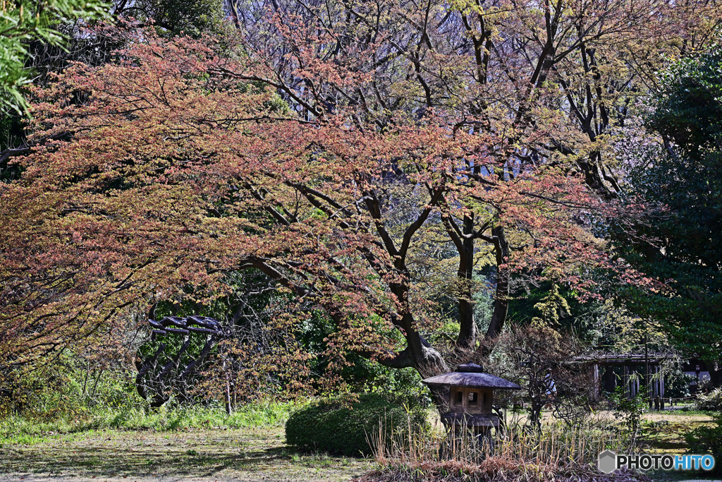 モミジ新芽出る頃