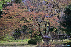 モミジ新芽出る頃