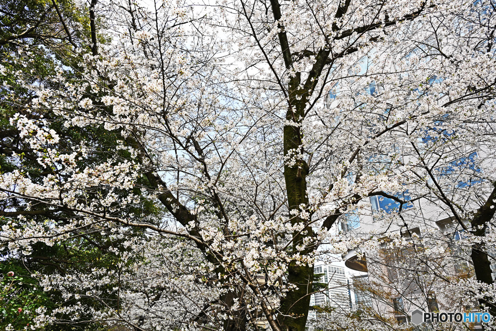 高輪日本庭園