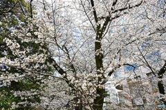 高輪日本庭園