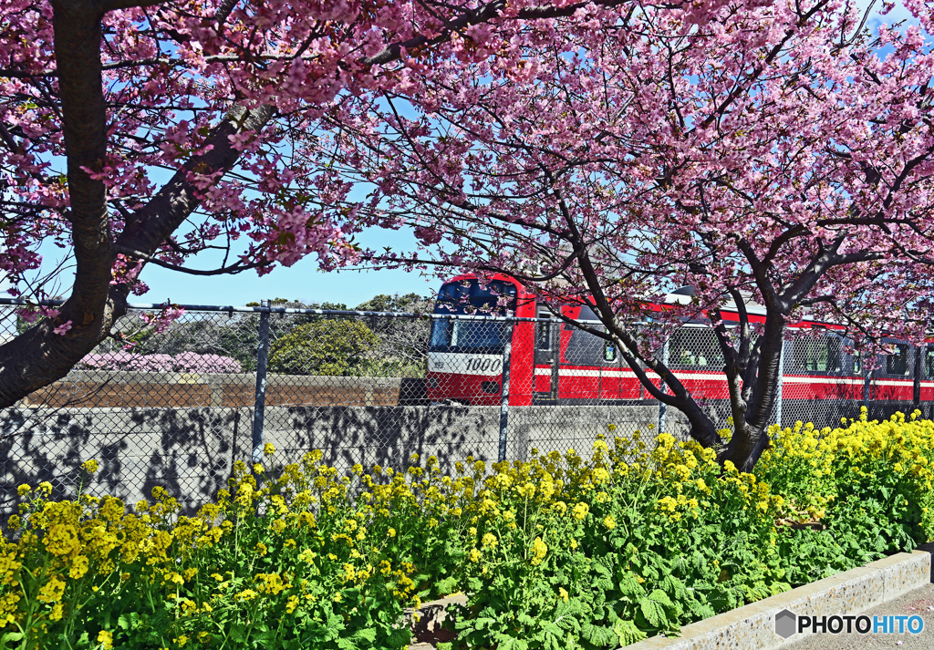 河津桜と京急