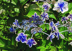 長谷寺のアジサイ